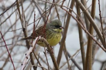 アオジ 水元公園 2023年1月22日(日)