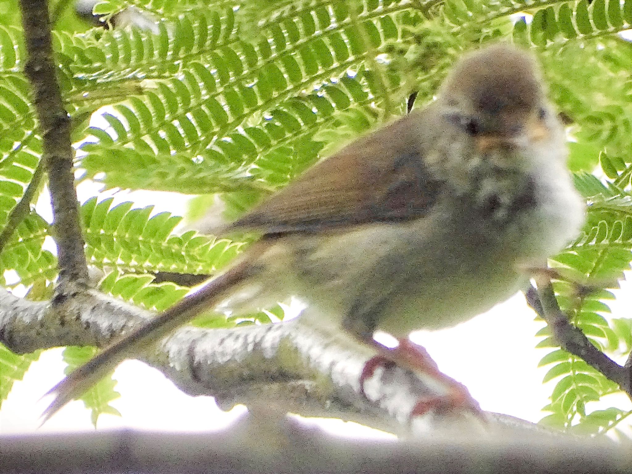 舞岡公園 ウグイスの写真