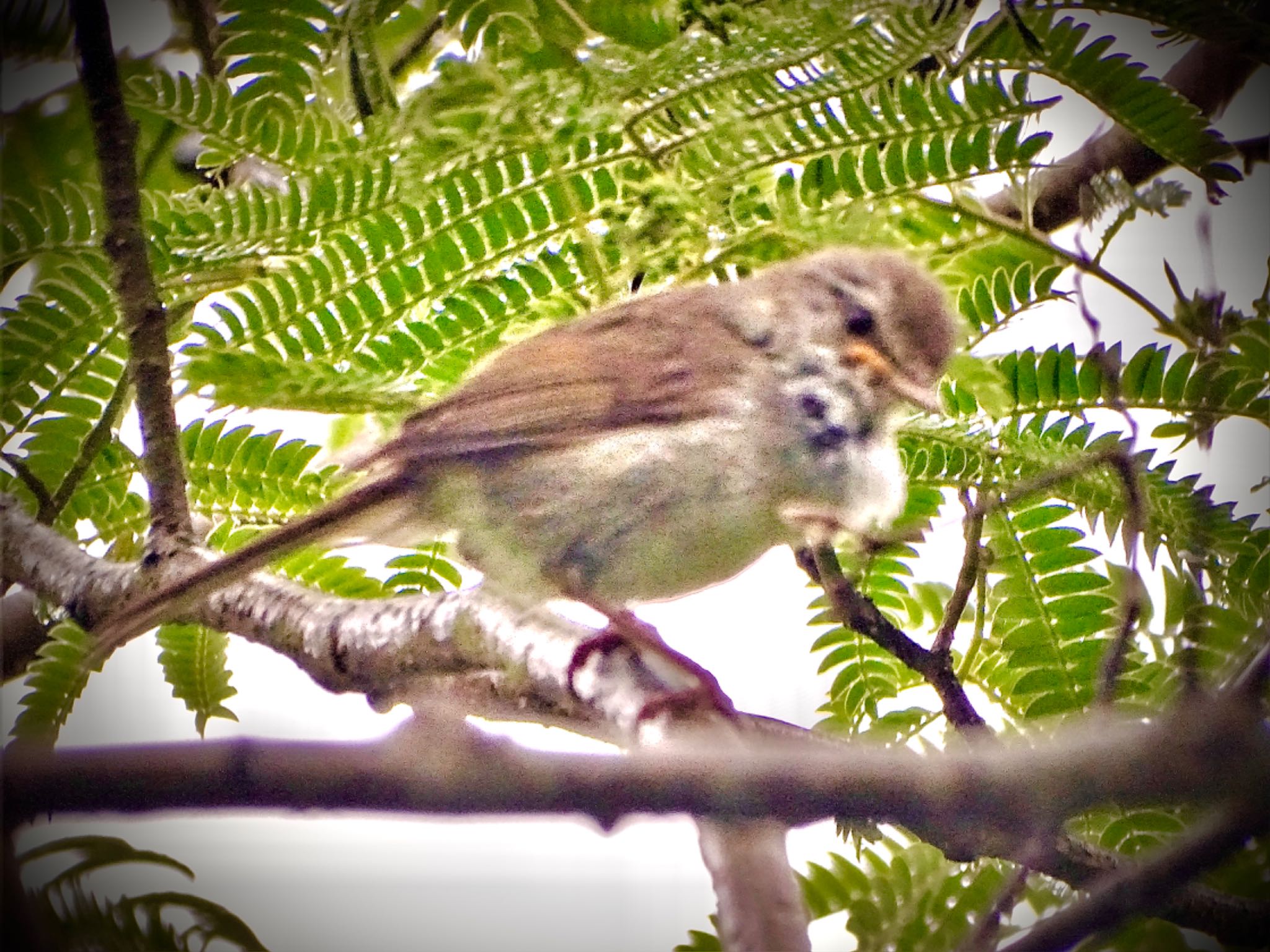 舞岡公園 ウグイスの写真