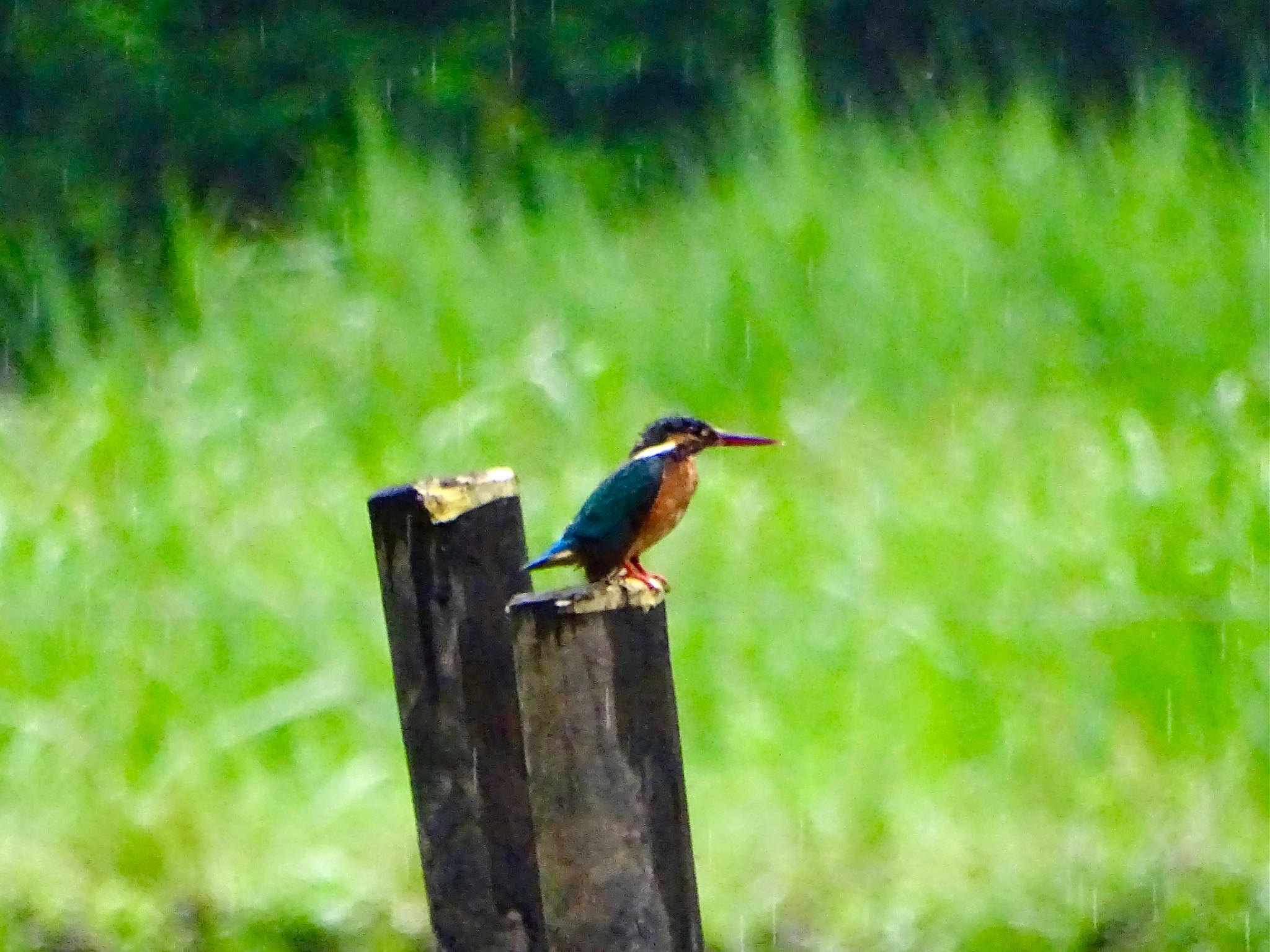 舞岡公園 カワセミの写真