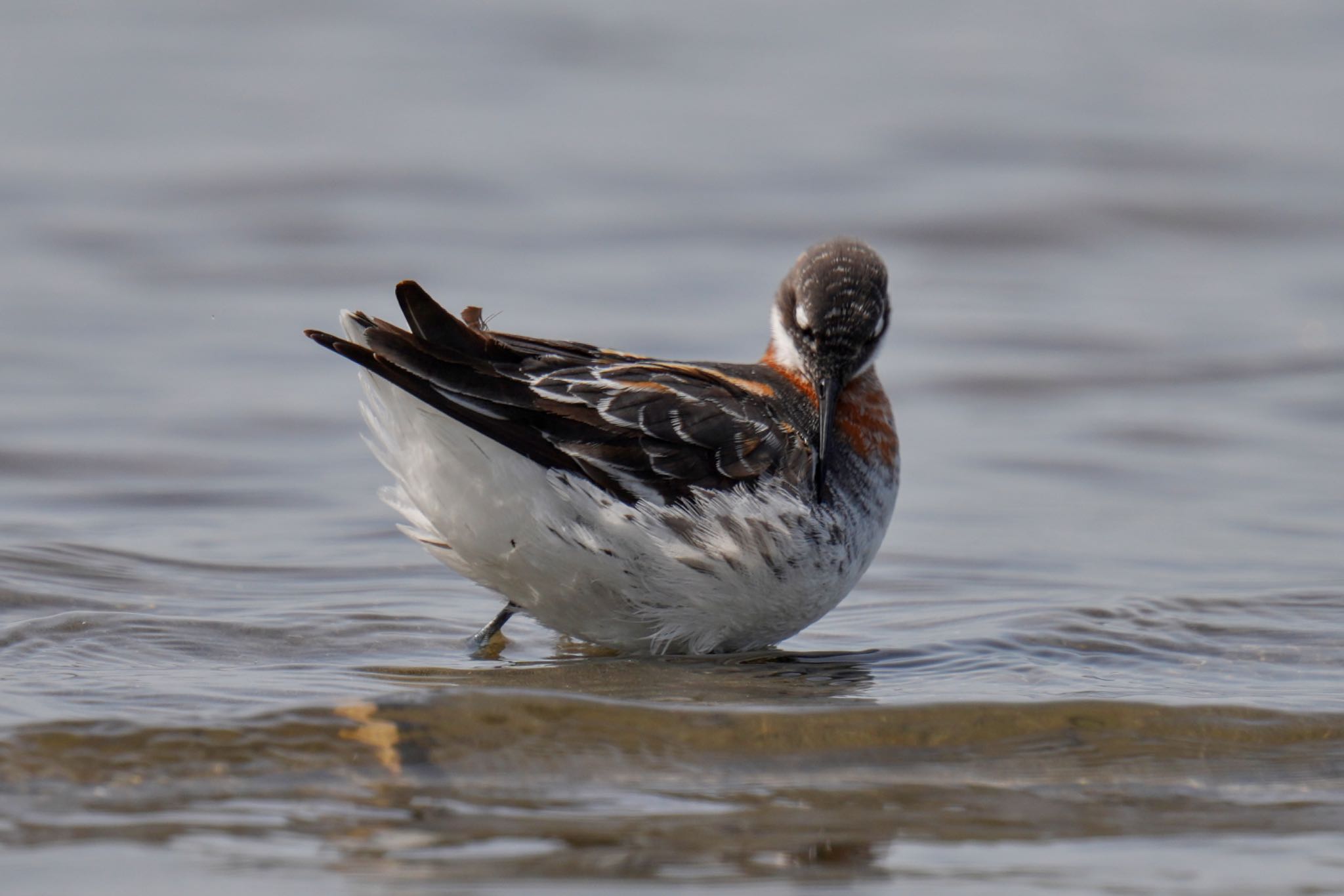 Red-necked Phalarope