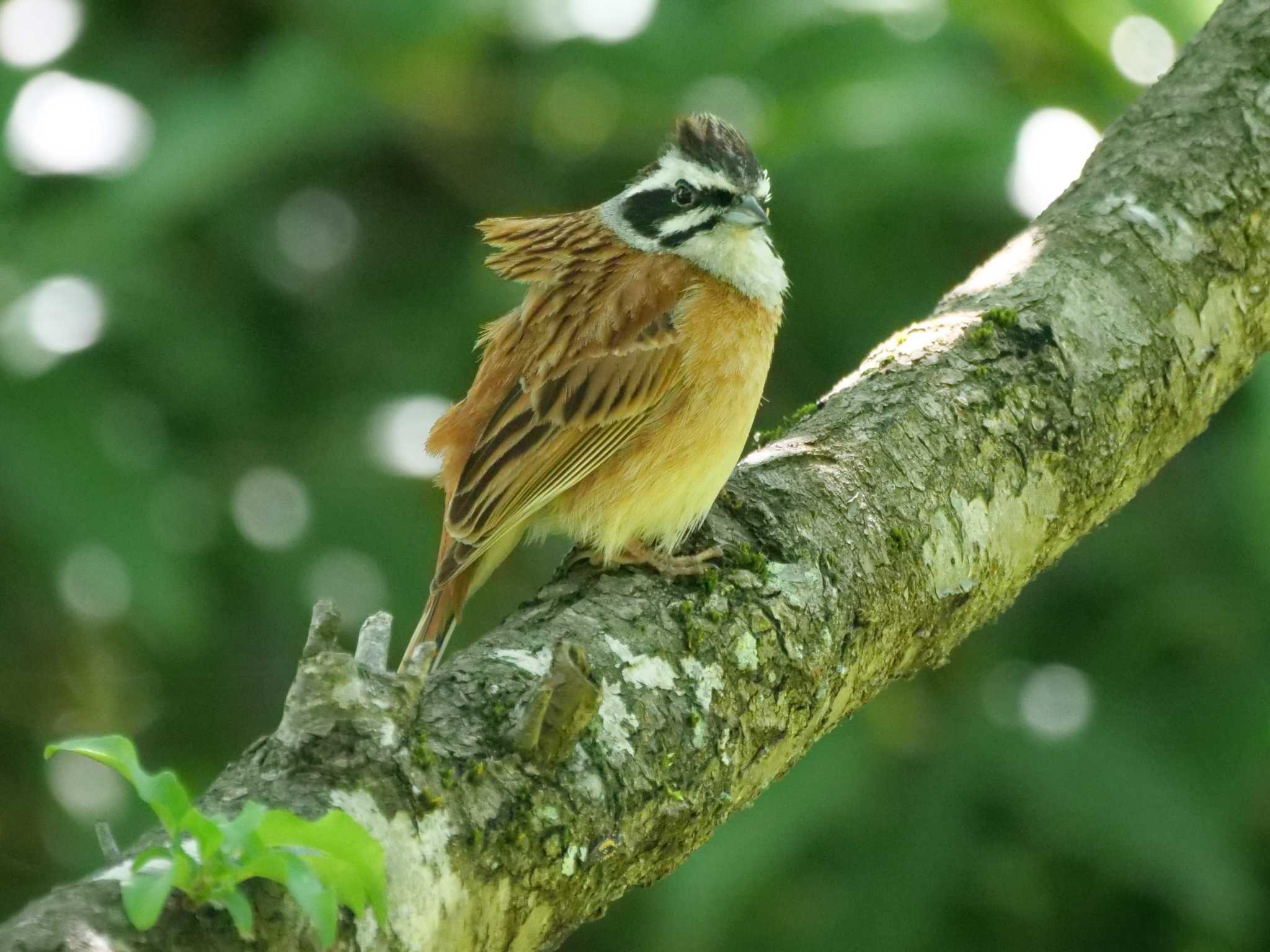 そこへ突風が・・。 by little birds