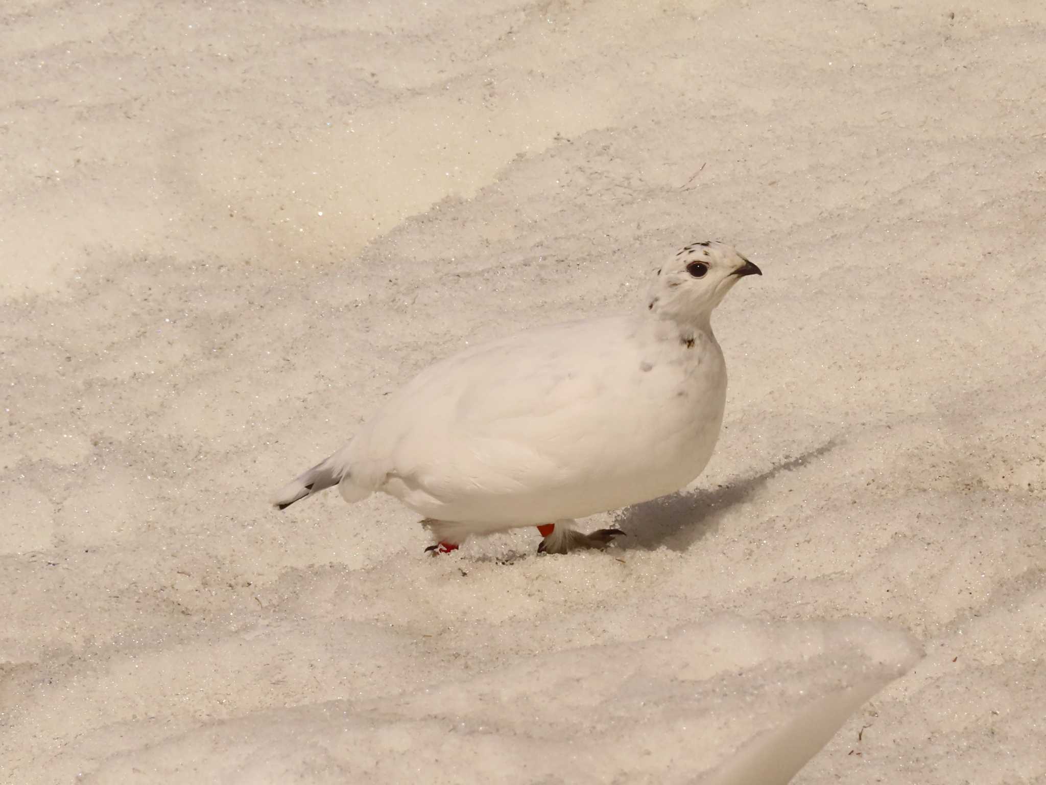 室堂平 ライチョウの写真