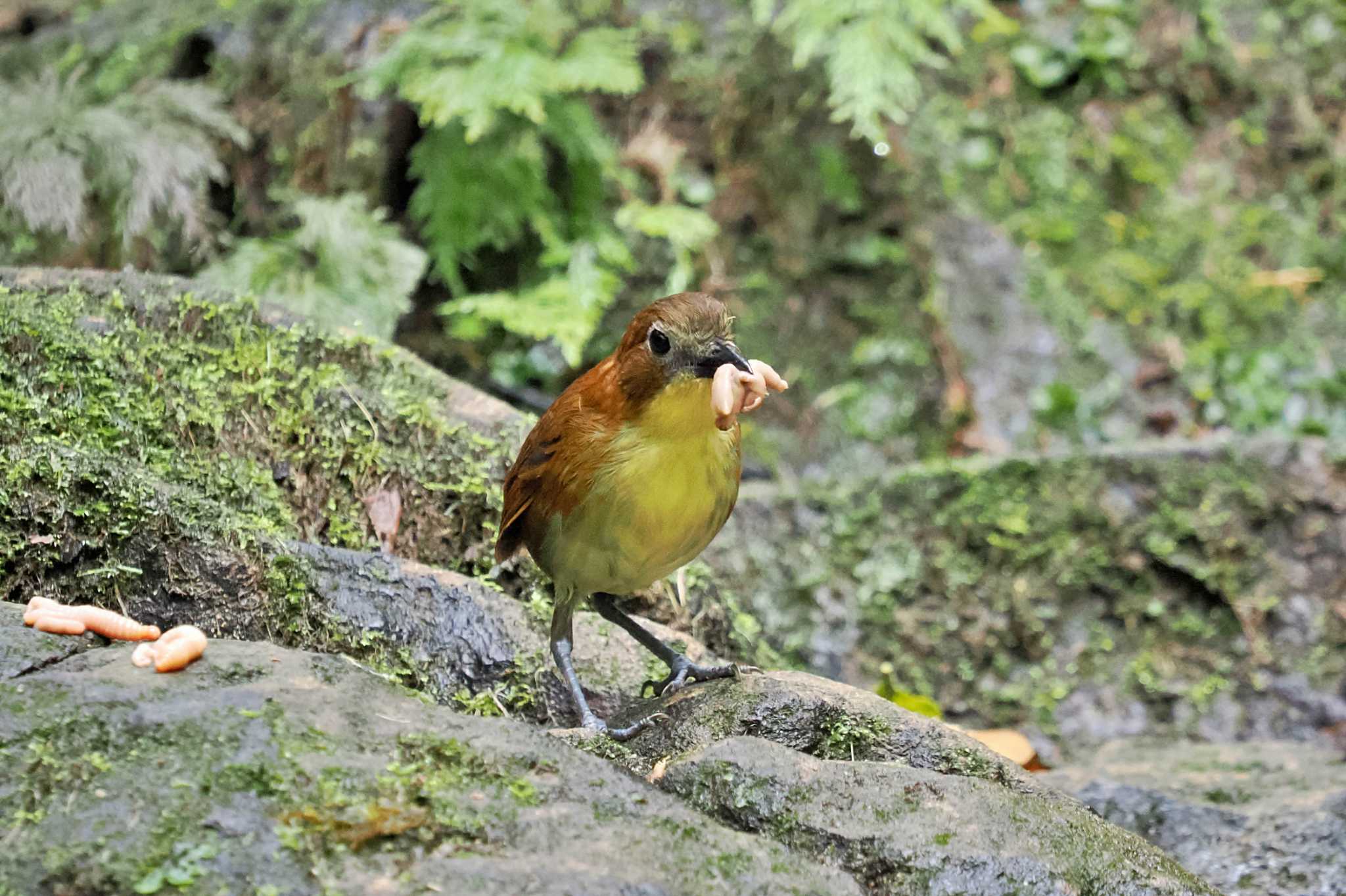 Photo of Yellow-breasted Antpitta at Mindo(Ecuador) by 藤原奏冥