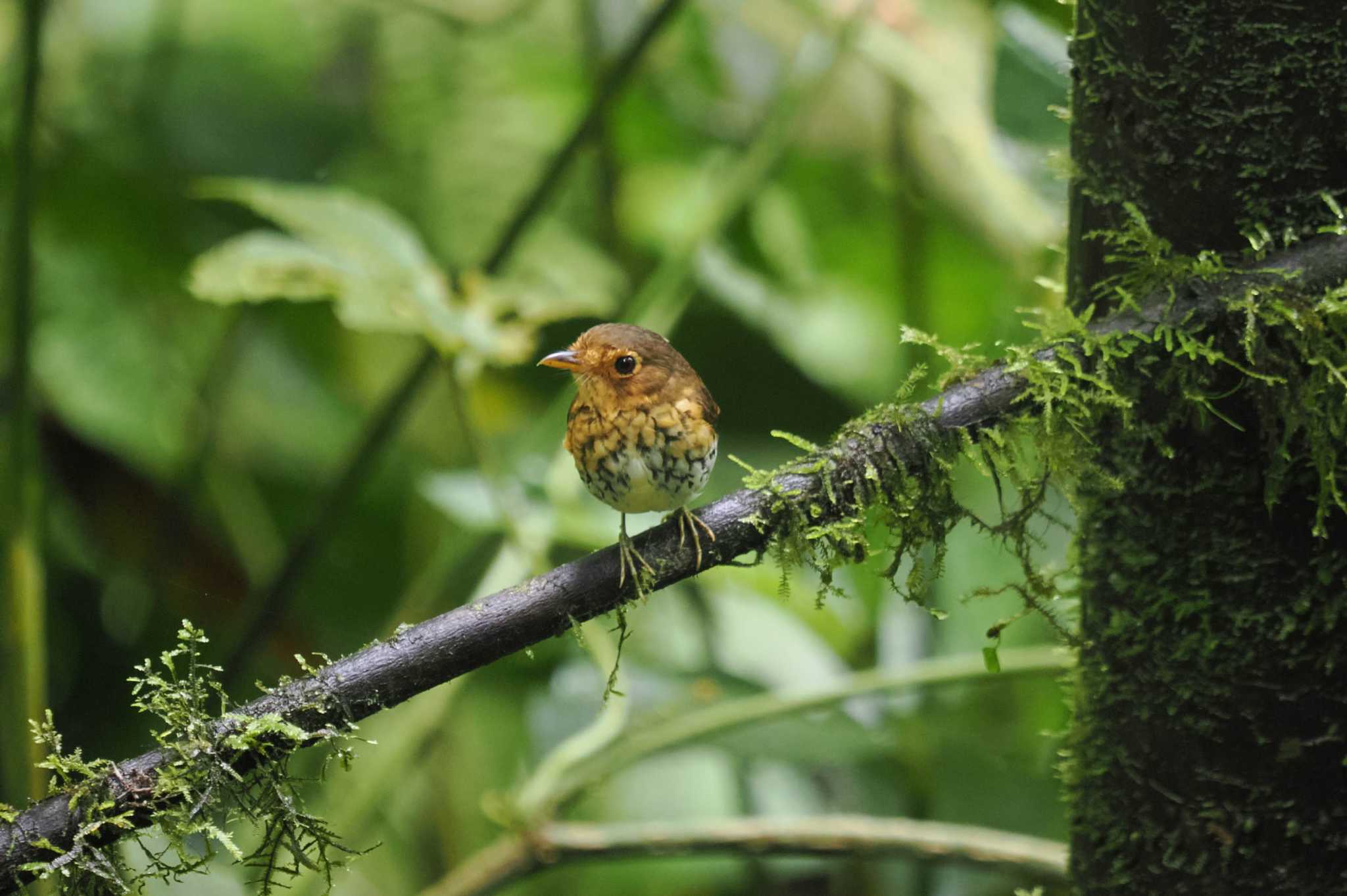 Photo of Ochre-breasted Antpitta at Mindo(Ecuador) by 藤原奏冥