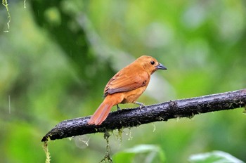 ナツフウキンチョウ Mindo(Ecuador) 2023年5月21日(日)