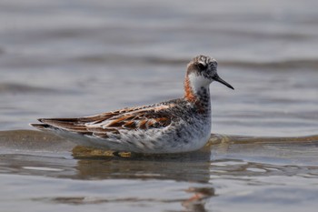 アカエリヒレアシシギ ふなばし三番瀬海浜公園 2023年5月27日(土)