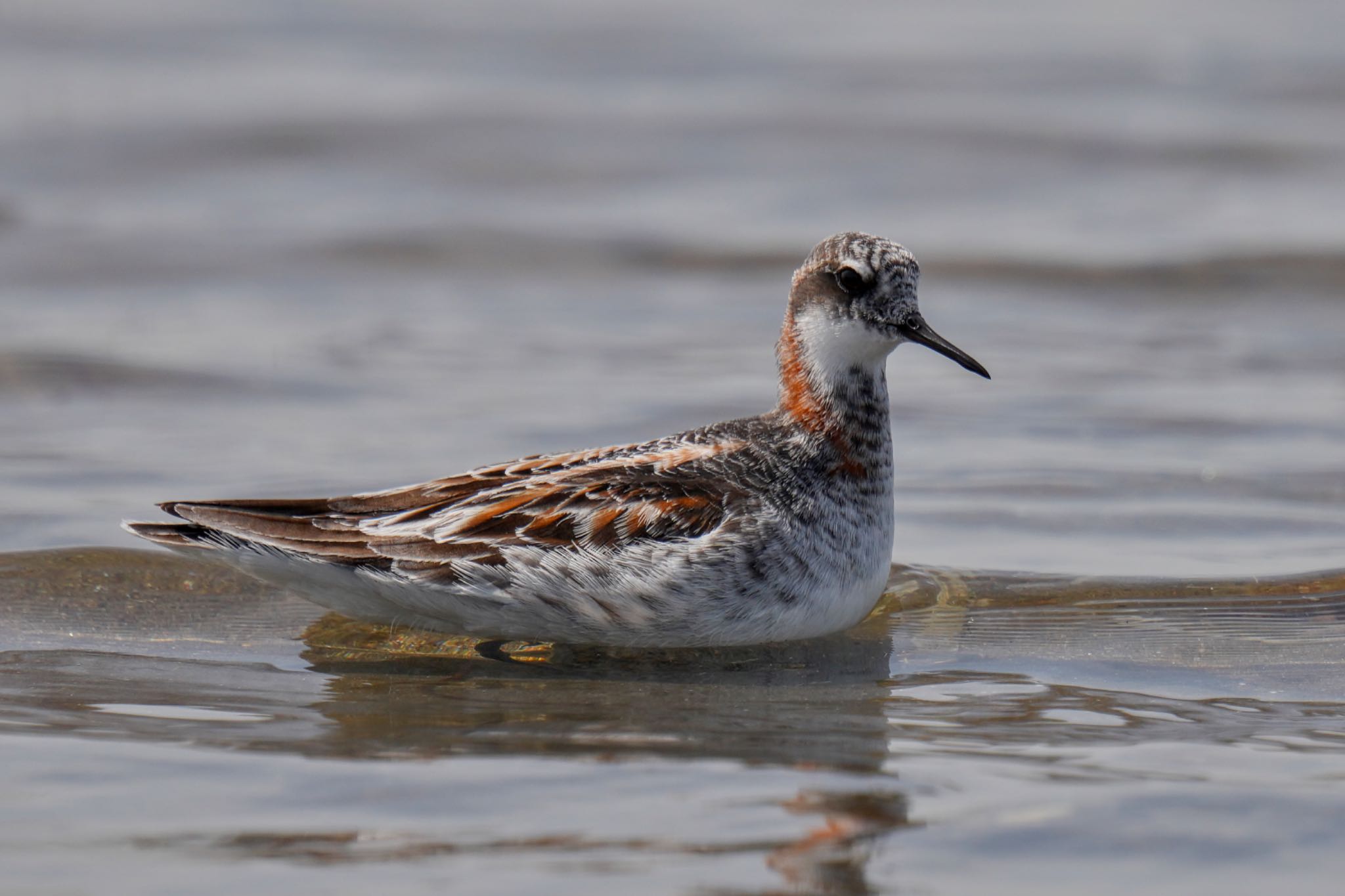 Photo of Red-necked Phalarope at Sambanze Tideland by アポちん