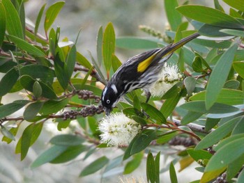 New Holland Honeyeater Albany Tue, 4/25/2023