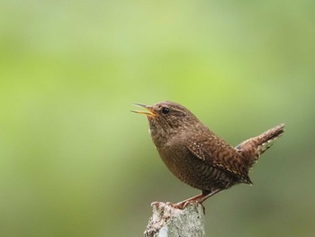 ミソサザイ 軽井沢野鳥の森 2023年5月26日(金)