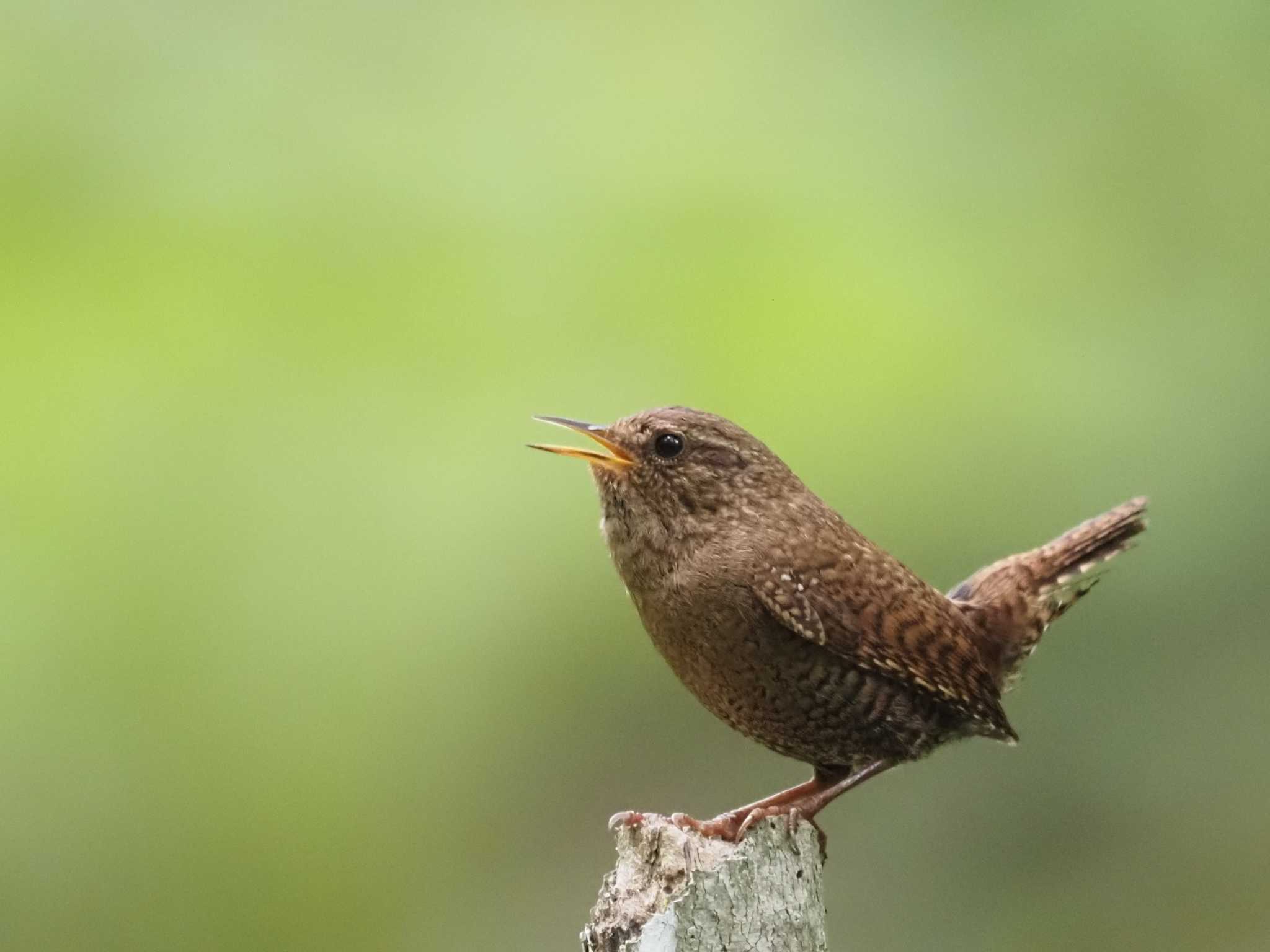 Photo of Eurasian Wren at Karuizawa wild bird forest by とみた