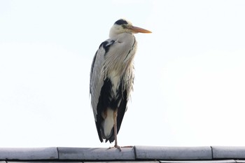 アオサギ 大阪城公園 2023年4月29日(土)