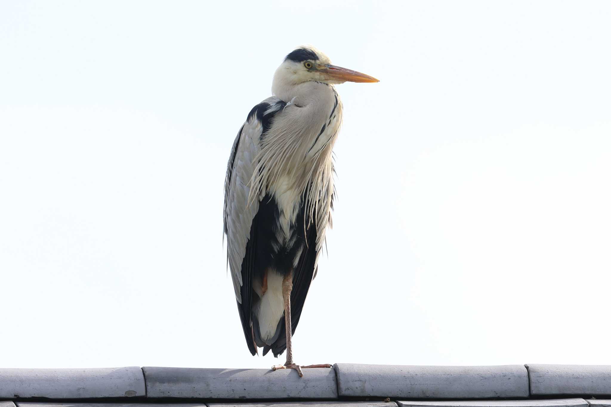 大阪城公園のアオサギ