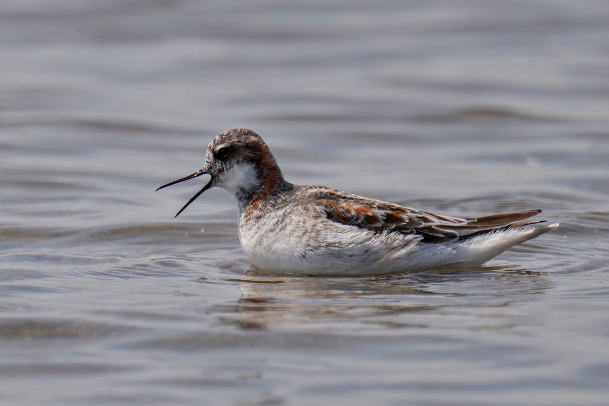 Red-necked Phalarope