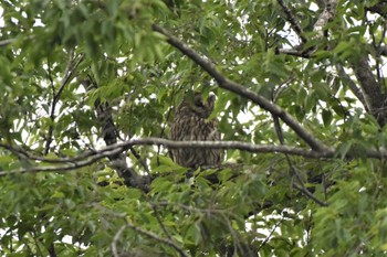 Ural Owl 野木神社(栃木県) Sun, 5/28/2023