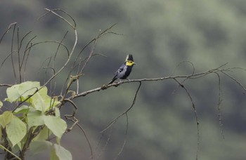 Yellow-cheeked Tit Phia Oac National Park Wed, 5/3/2023