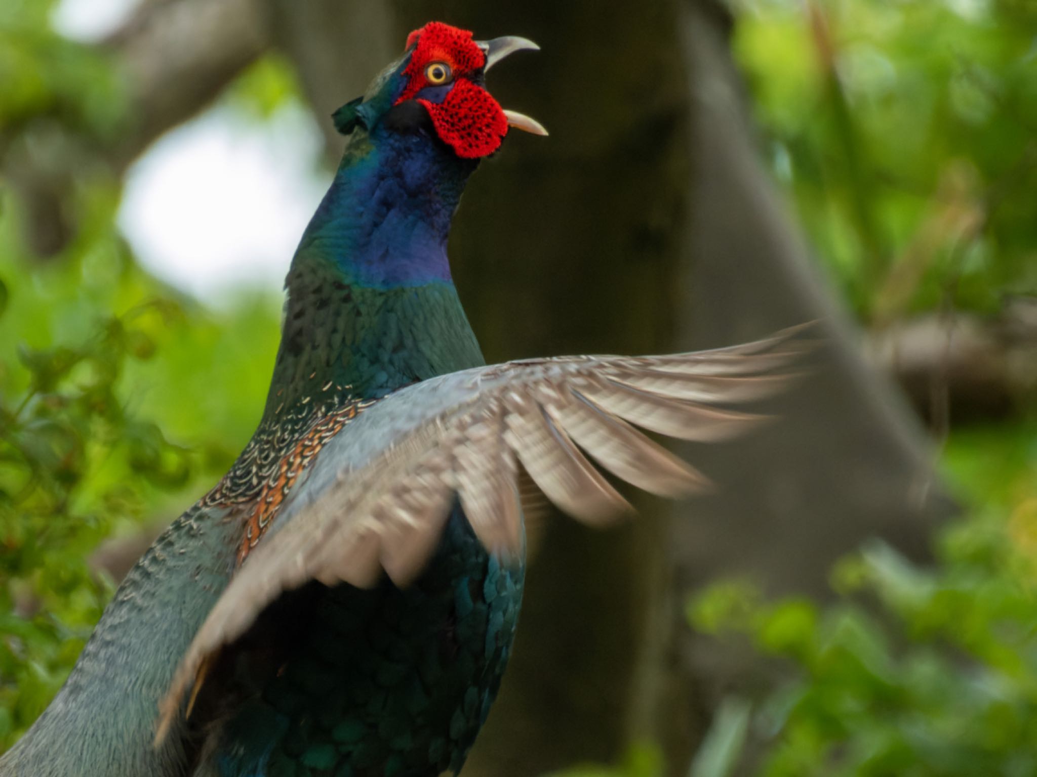 Photo of Green Pheasant at 新潟市西区 by ぽちゃっこ