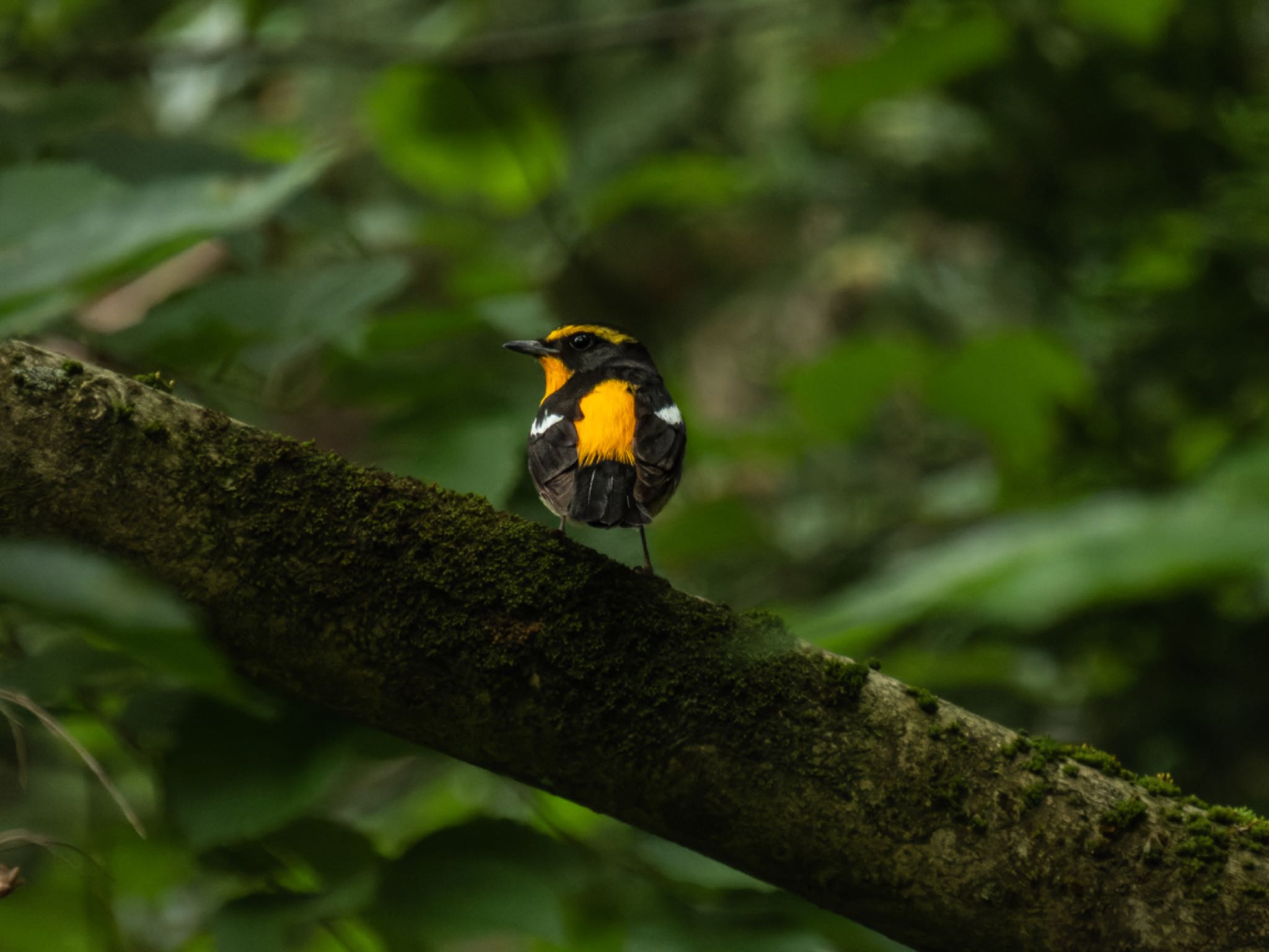 Photo of Narcissus Flycatcher at 弥彦神社 by ぽちゃっこ