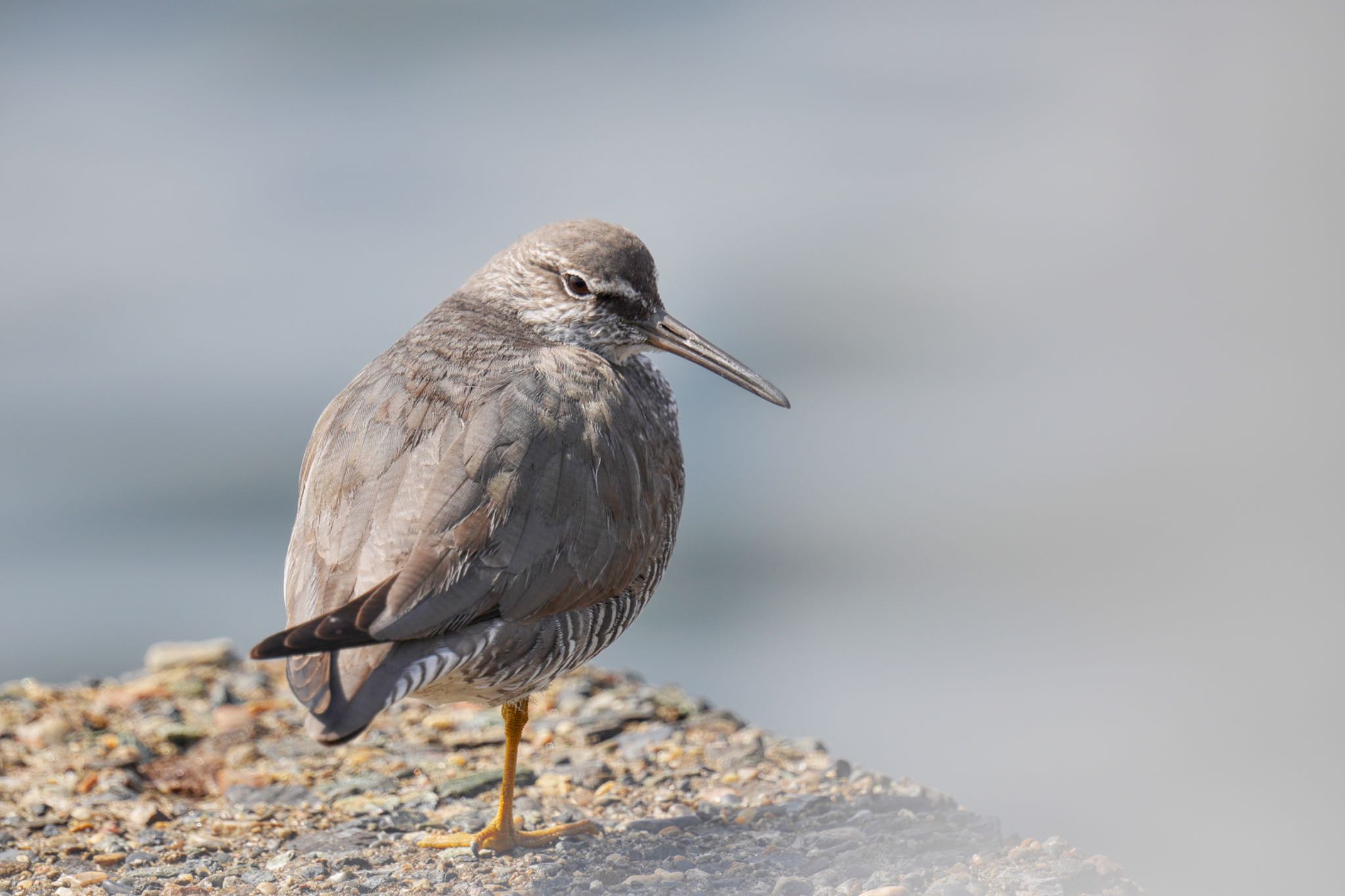 Photo of Wandering Tattler at 日の出三番瀬沿い緑道 by アポちん