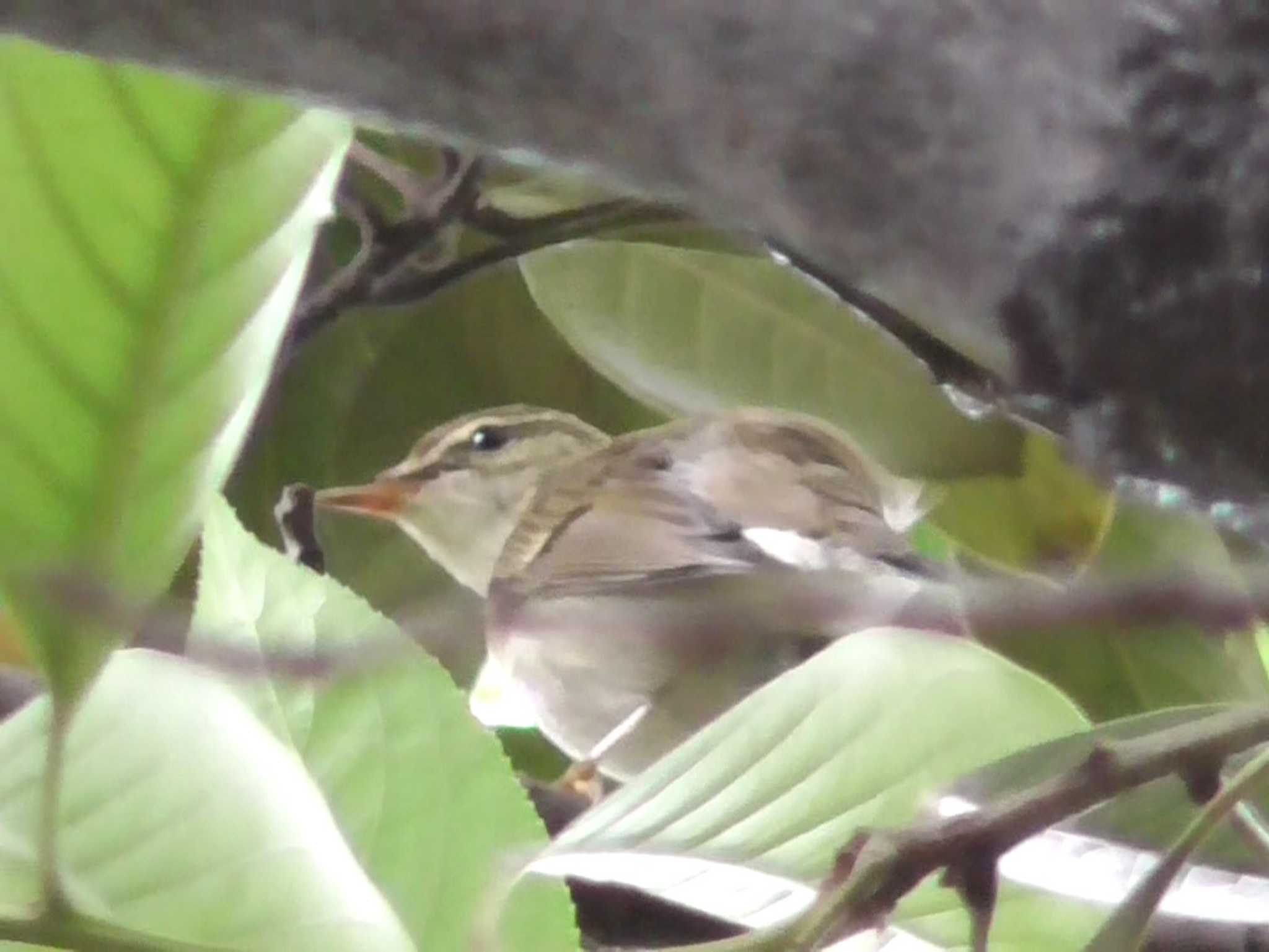 羽繕いに夢中でしたぁ。