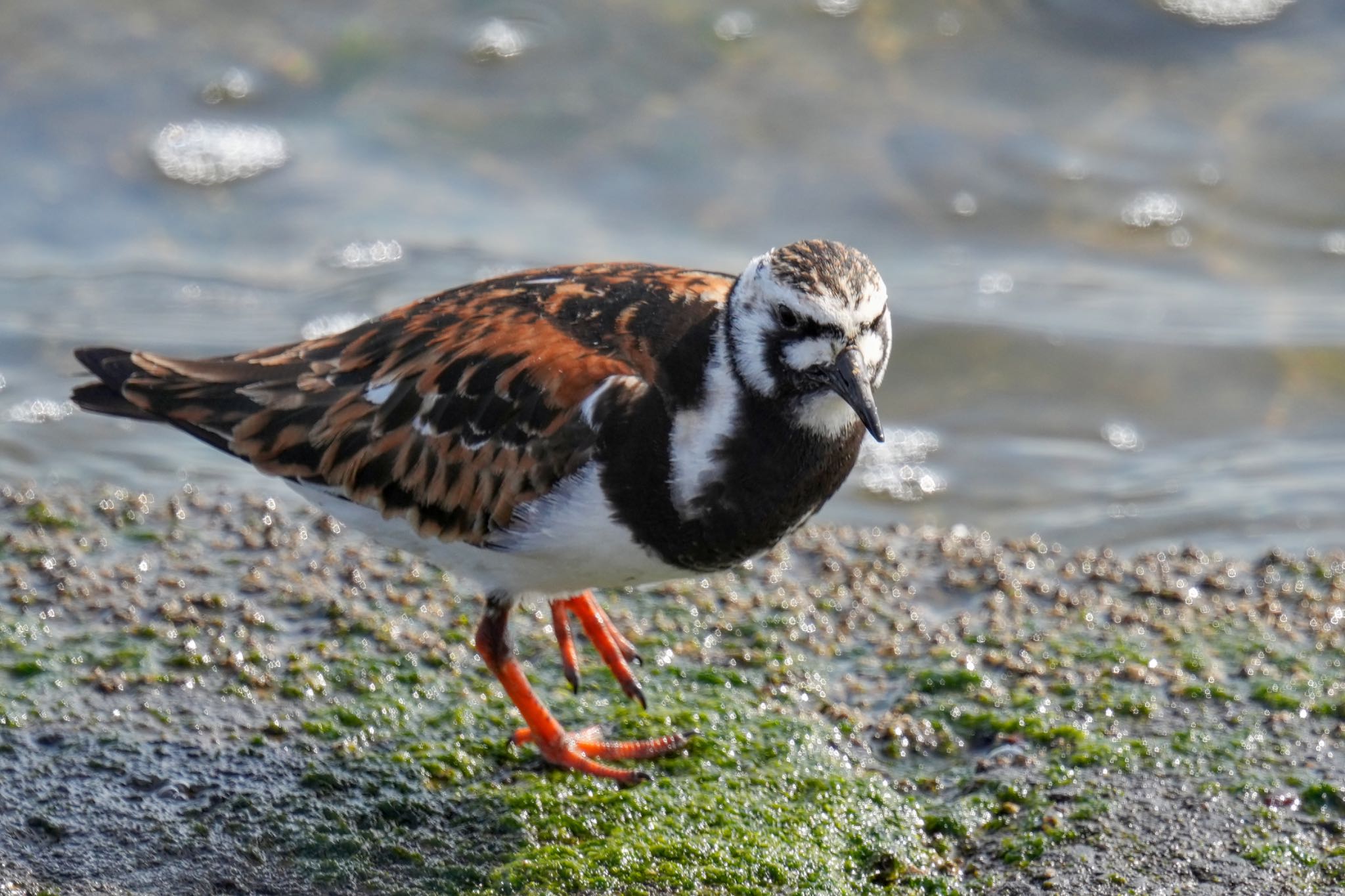 Photo of Ruddy Turnstone at 日の出三番瀬沿い緑道 by アポちん