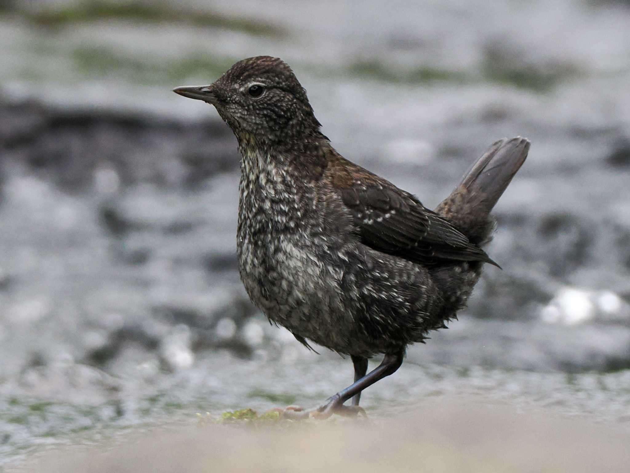 Photo of Brown Dipper at 福井緑地(札幌市西区) by 98_Ark (98ｱｰｸ)