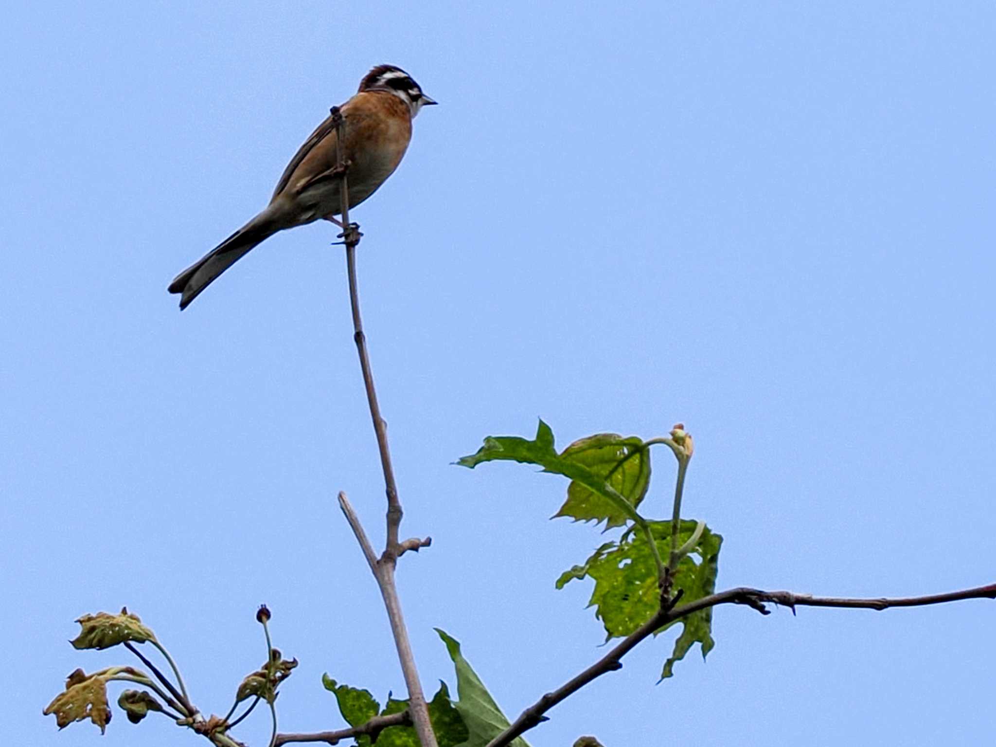 Photo of Meadow Bunting at 福井緑地(札幌市西区) by 98_Ark (98ｱｰｸ)