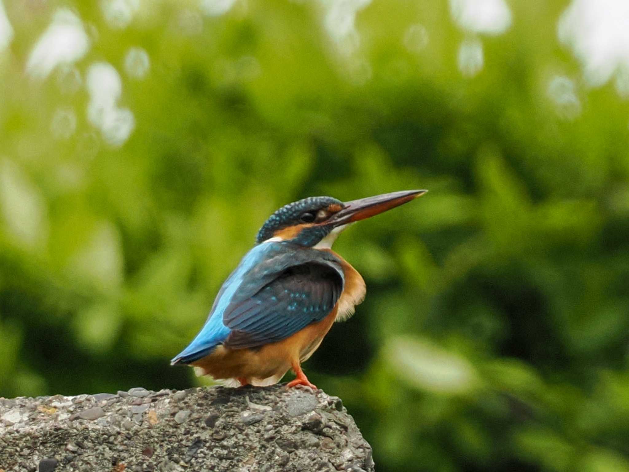 Photo of Common Kingfisher at 福井緑地(札幌市西区) by 98_Ark (98ｱｰｸ)