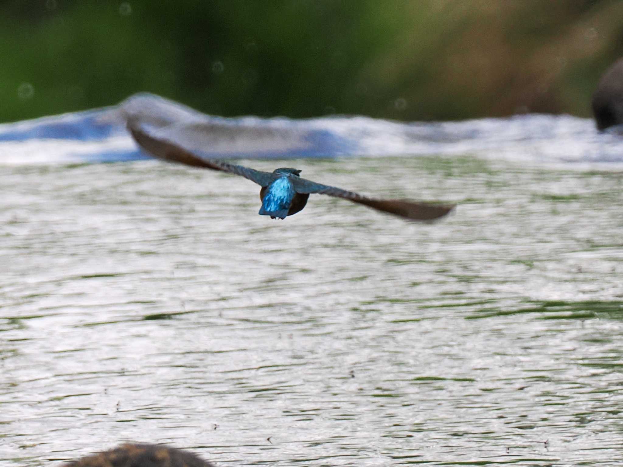 Photo of Common Kingfisher at 福井緑地(札幌市西区) by 98_Ark (98ｱｰｸ)