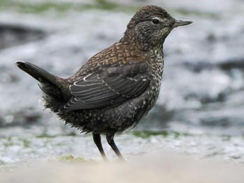 2023年5月30日(火) 福井緑地(札幌市西区)の野鳥観察記録