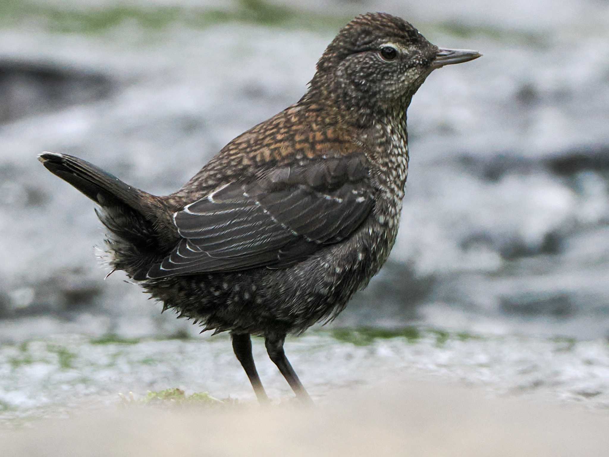 Brown Dipper