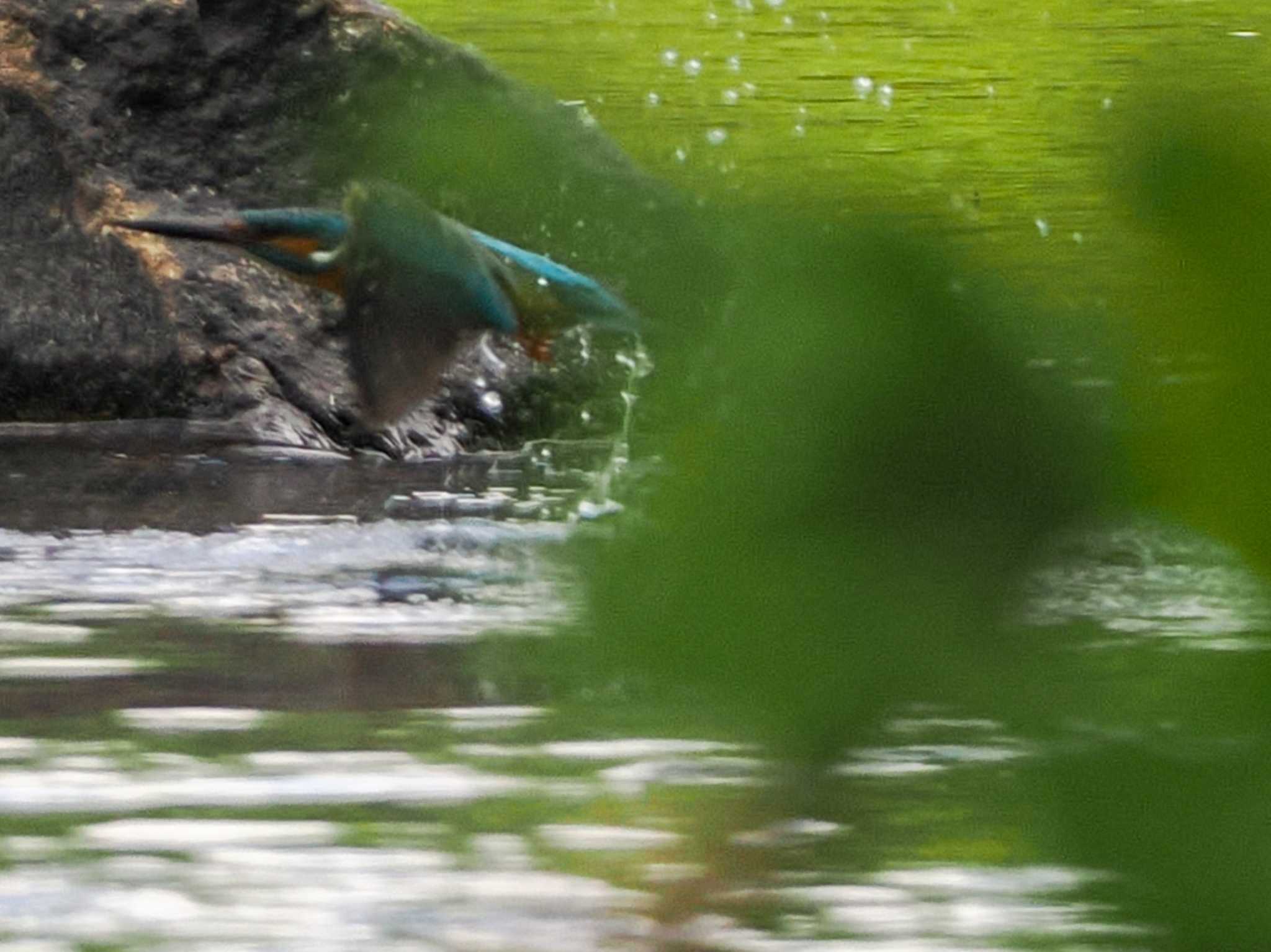 水浴び。飛び込みの瞬間は障害物があって残念でした。。