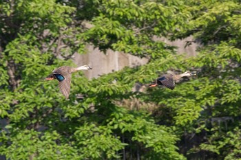 カルガモ 京都府木津川市 2018年7月10日(火)