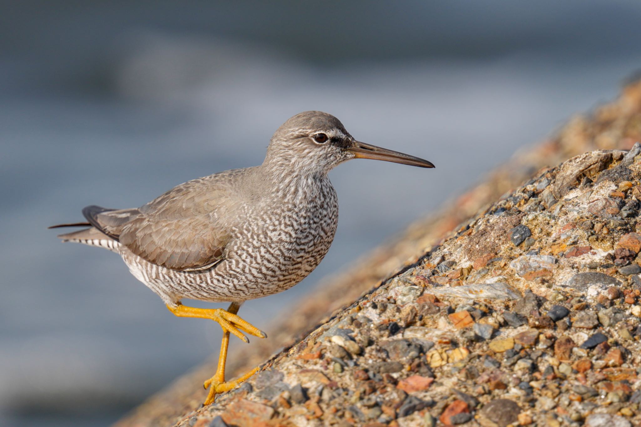 Photo of Wandering Tattler at 日の出三番瀬沿い緑道 by アポちん