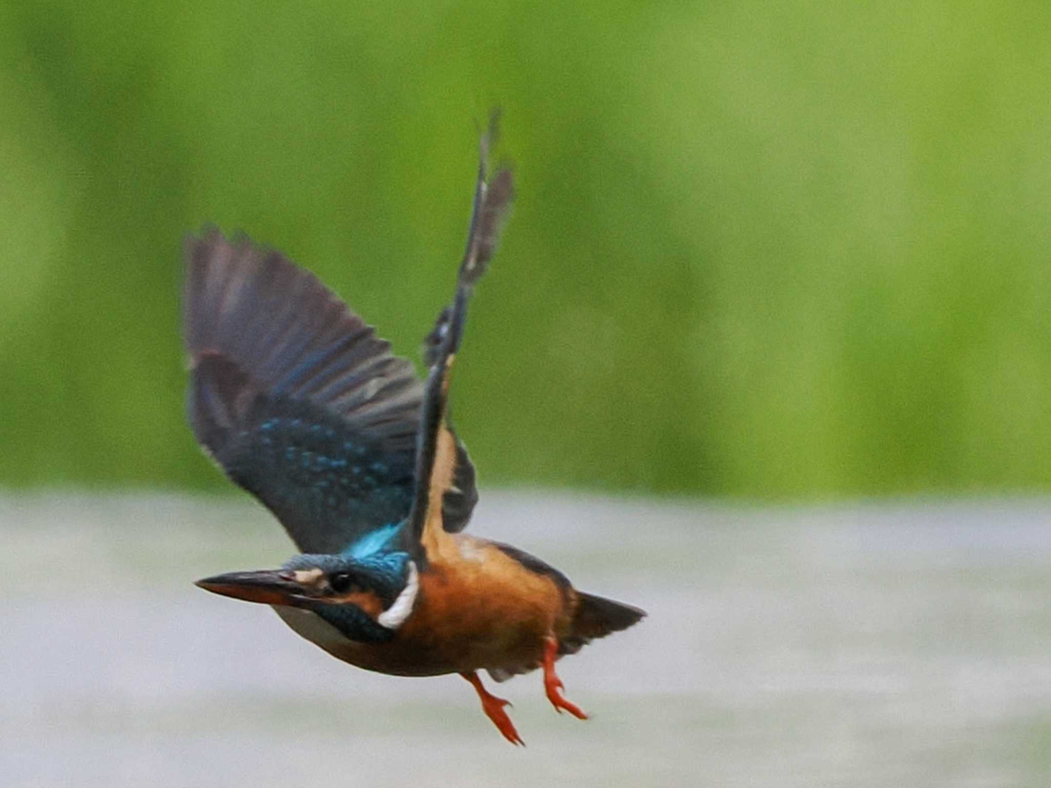 Photo of Common Kingfisher at 福井緑地(札幌市西区) by 98_Ark (98ｱｰｸ)