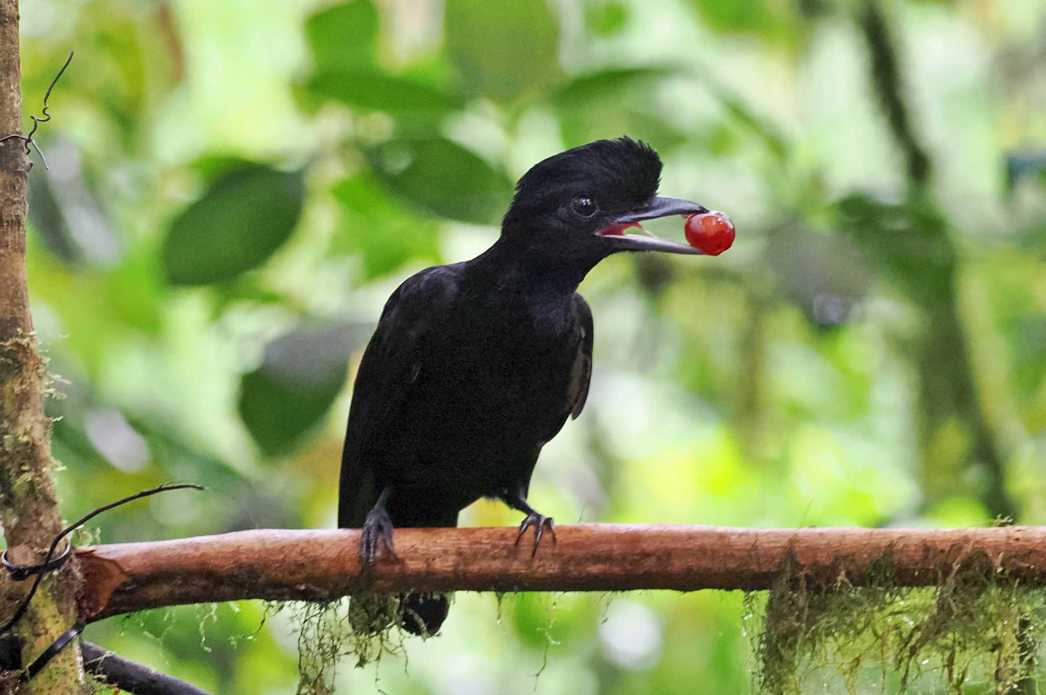 Photo of Long-wattled Umbrellabird at Mindo(Ecuador) by 藤原奏冥