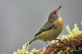 コバシハエトリモドキ Mindo(Ecuador) 2023年5月21日(日)