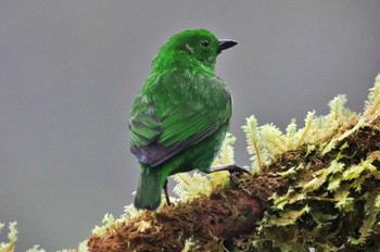 エメラルドフウキンチョウ Mindo(Ecuador) 2023年5月21日(日)