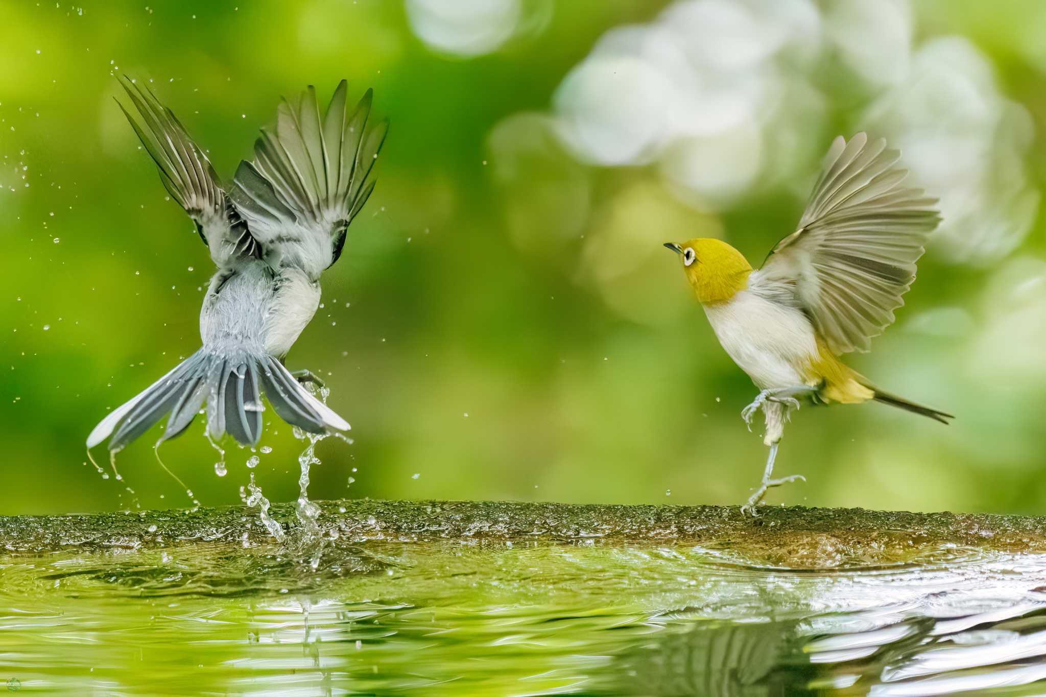 シジュウカラ