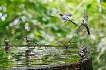 2023年5月28日(日) 権現山(弘法山公園)の野鳥観察記録