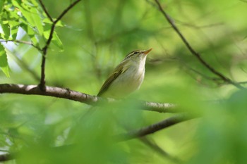 センダイムシクイ 大阪城公園 2023年4月29日(土)