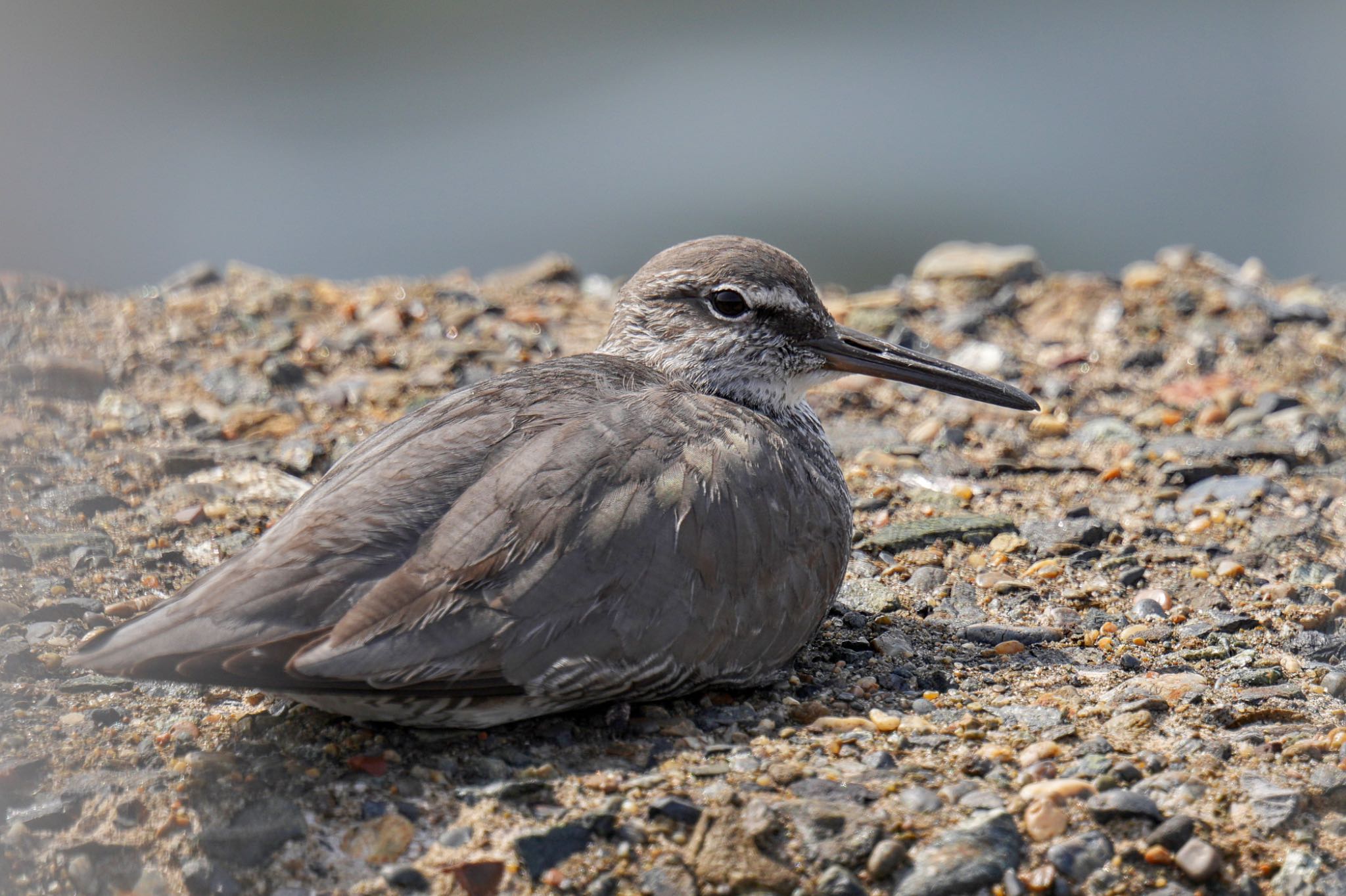 Photo of Wandering Tattler at 日の出三番瀬沿い緑道 by アポちん