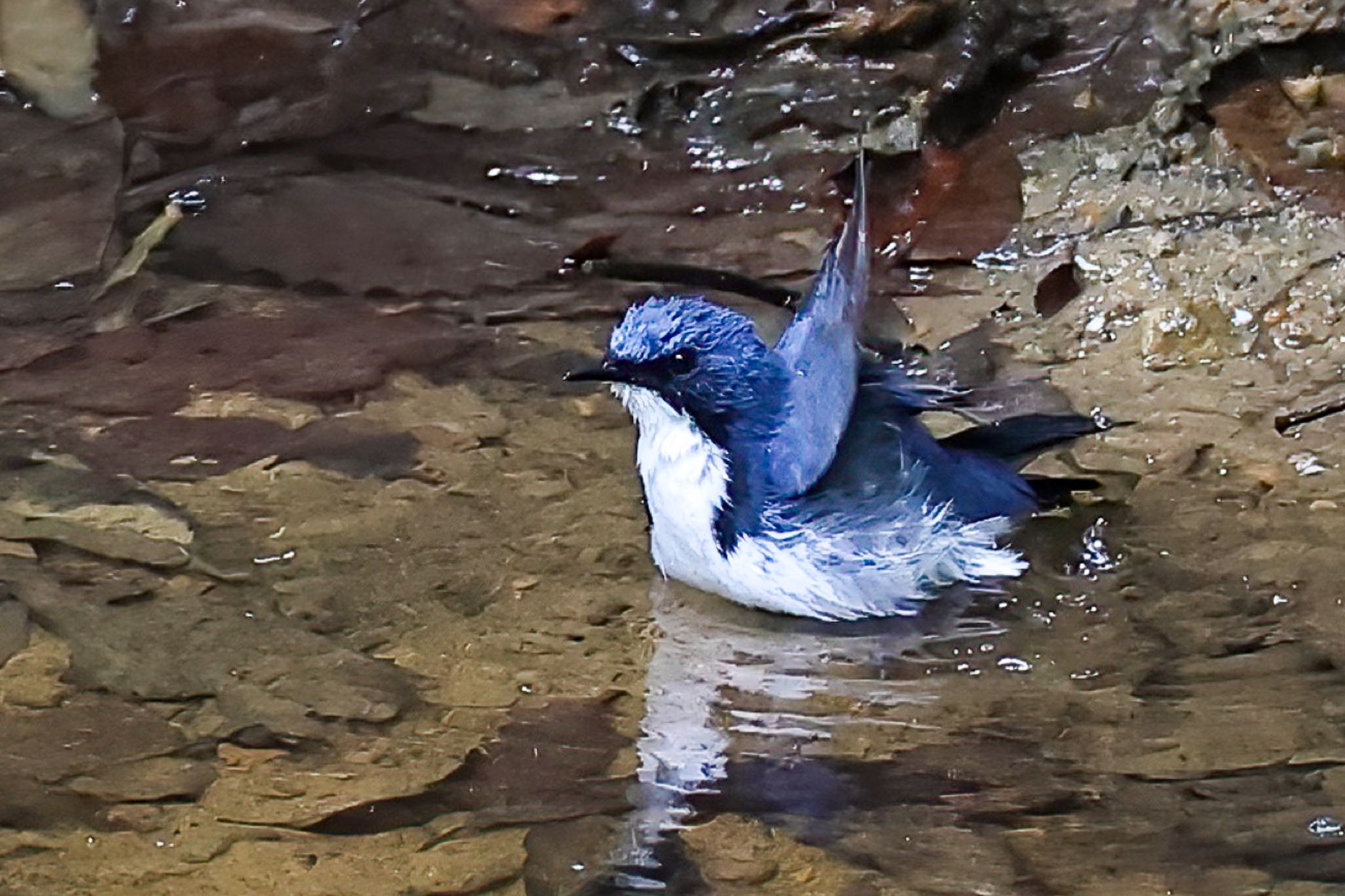 Photo of Siberian Blue Robin at 群馬県 by amachan