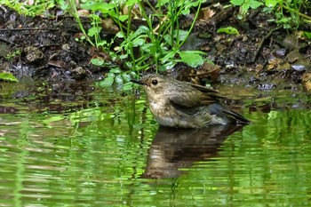 Siberian Blue Robin Karuizawa wild bird forest Sat, 5/27/2023