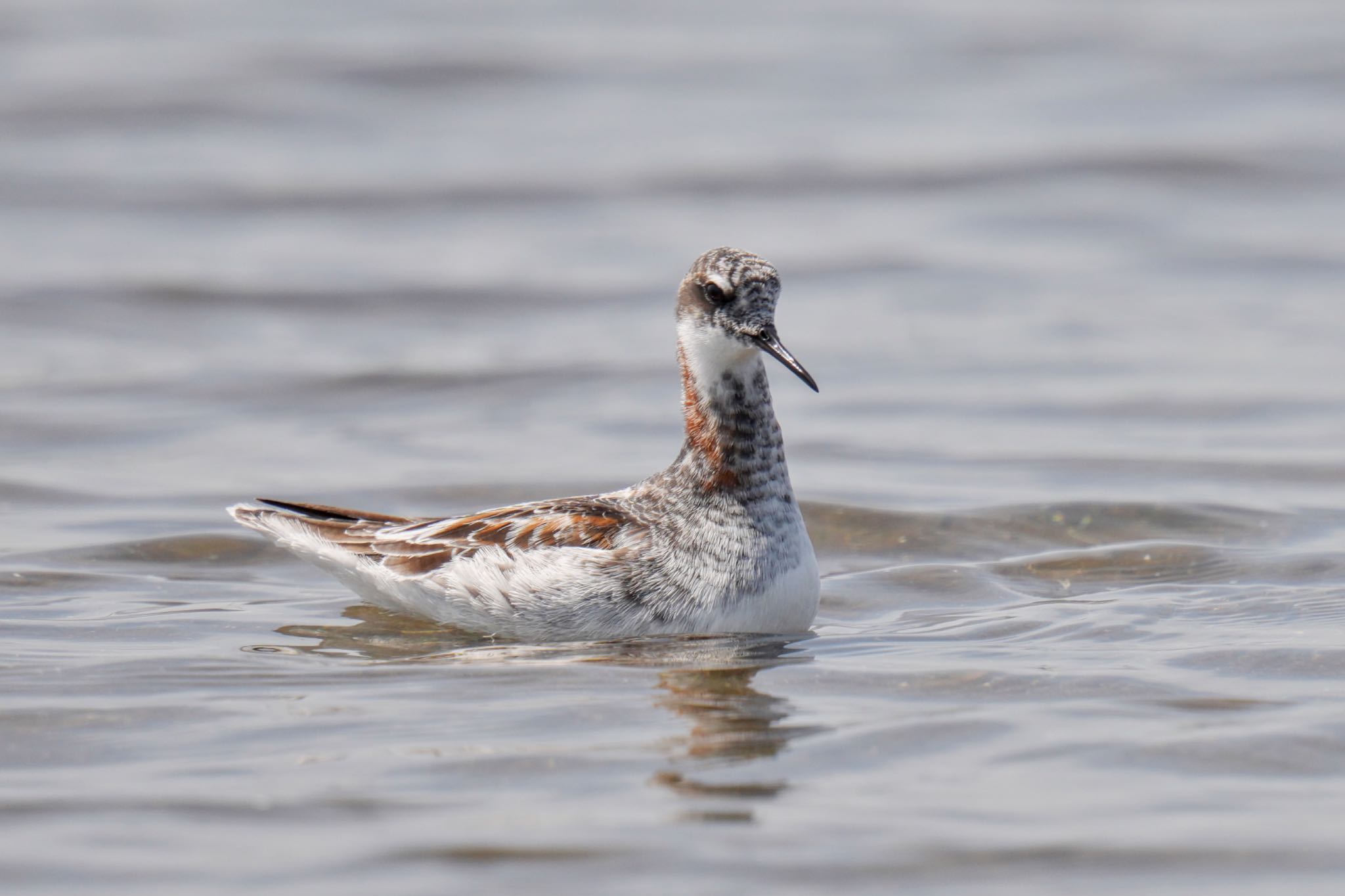 Red-necked Phalarope