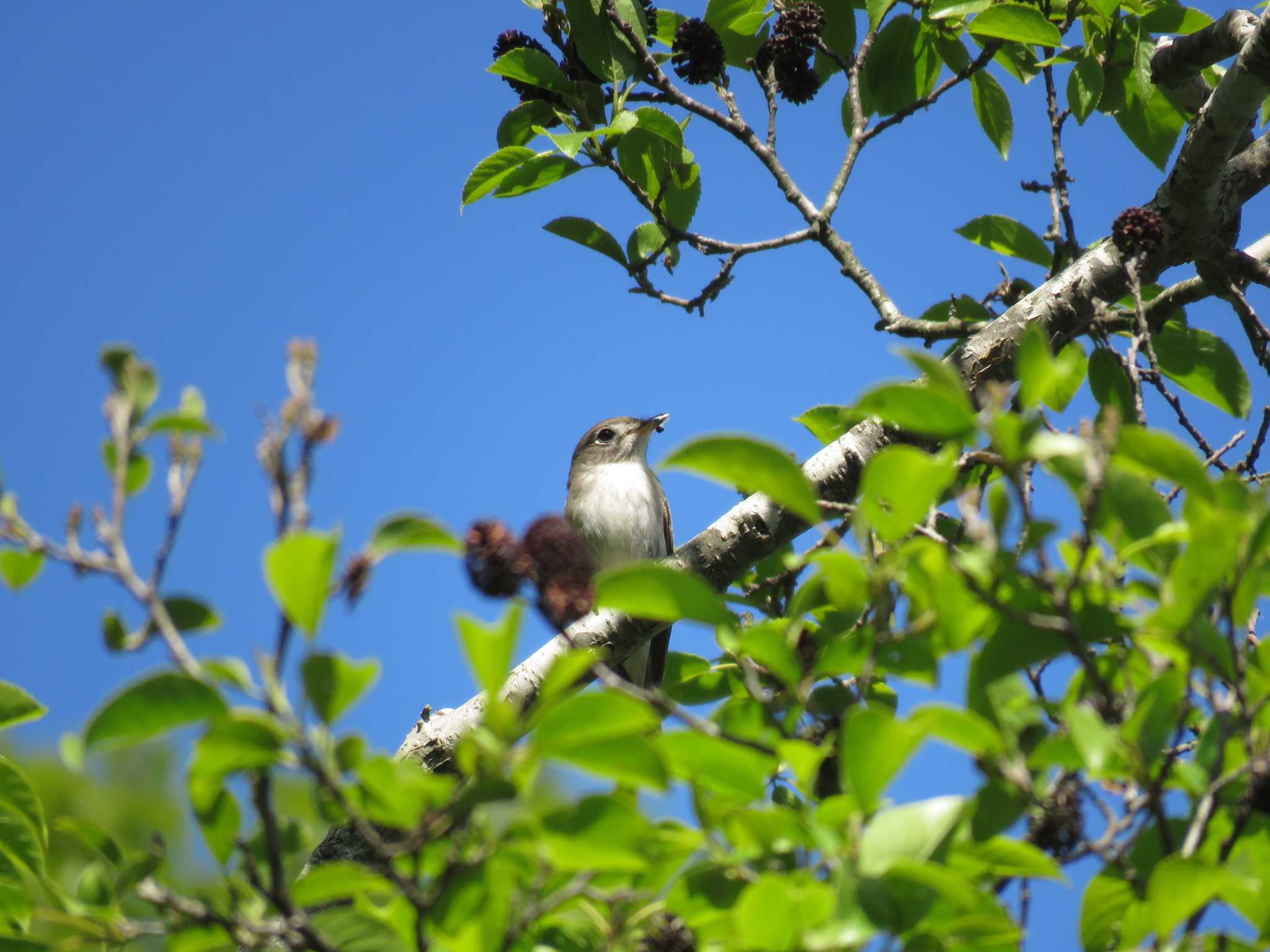 北斗市 八郎沼公園 コサメビタキの写真 by Y K