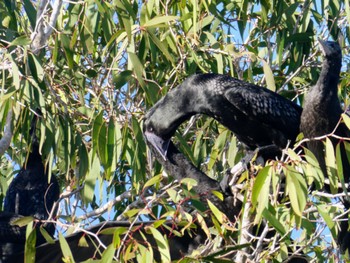 Little Black Cormorant Royal Botanic Gardens Sydney Thu, 5/11/2023