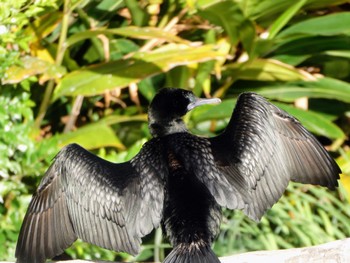 Little Black Cormorant Royal Botanic Gardens Sydney Thu, 5/11/2023