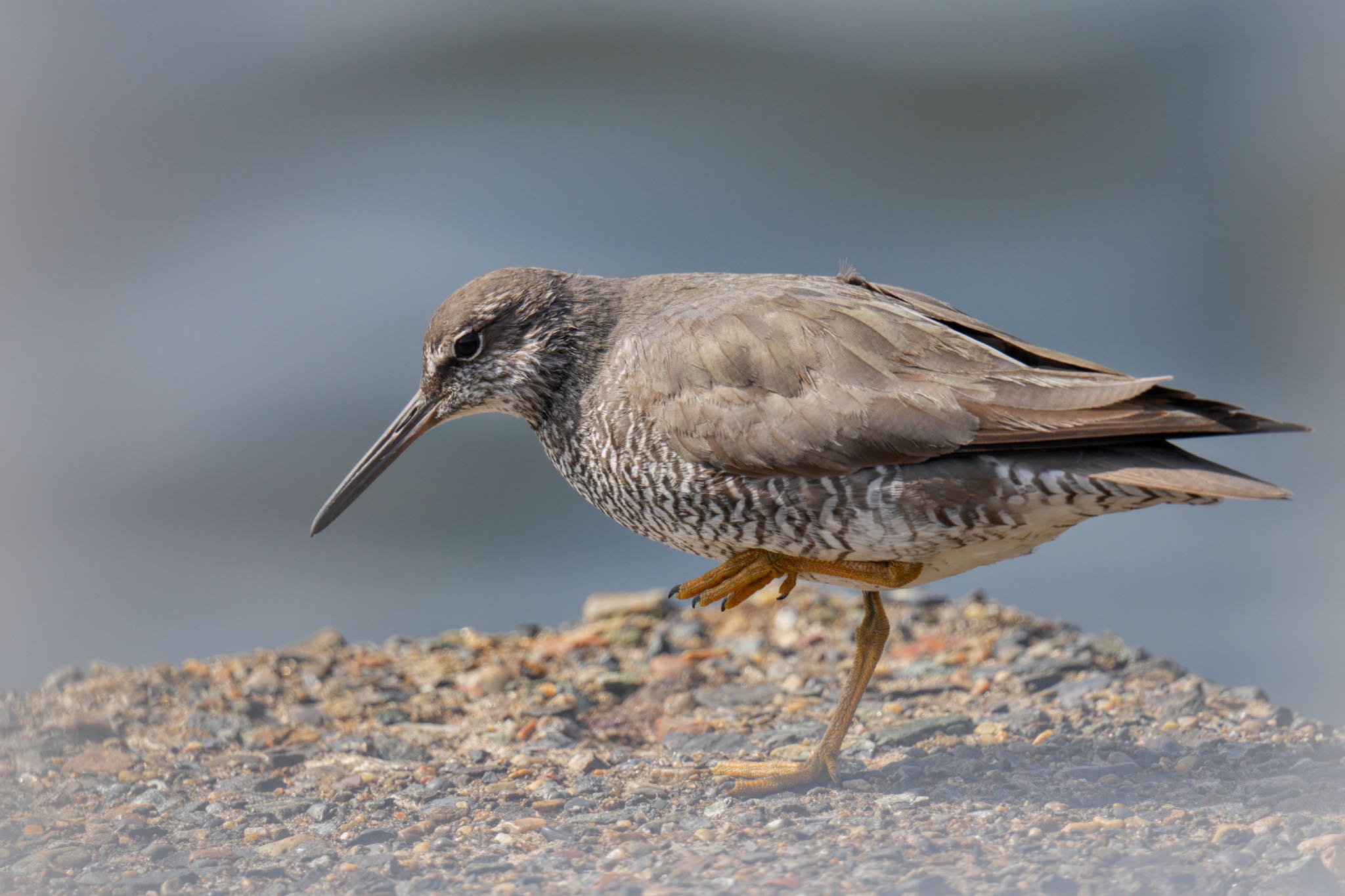 Photo of Wandering Tattler at 日の出三番瀬沿い緑道 by アポちん