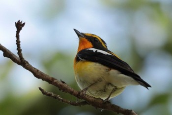 2023年5月30日(火) 埼玉県民の森の野鳥観察記録